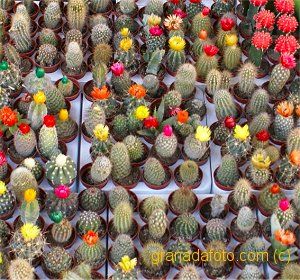 Plaza Bib Rambla cactus